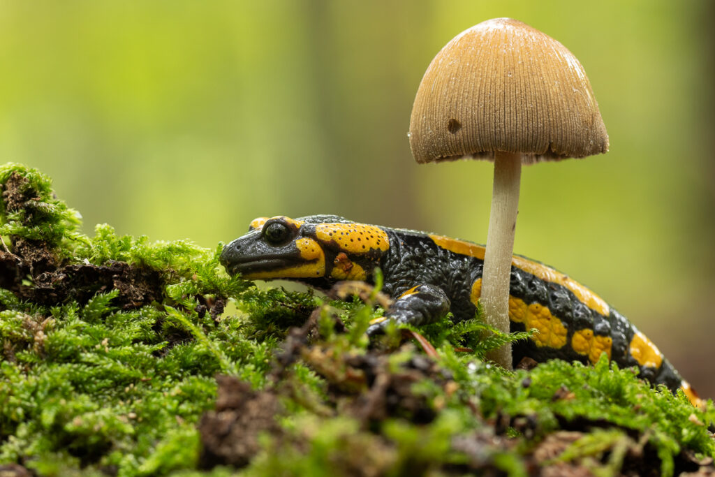 Mlok skvrnitý (Salamandra salamandra)