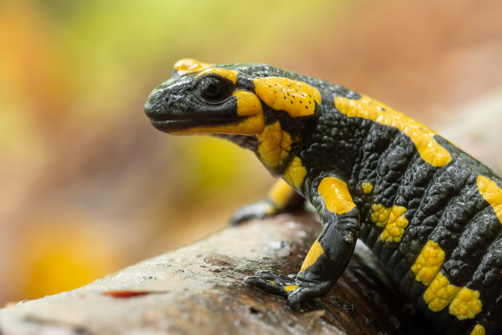Mlok skvrnitý (Salamandra salamandra)