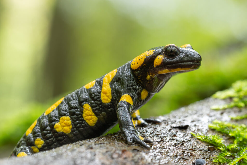 Mlok skvrnitý (Salamandra salamandra)