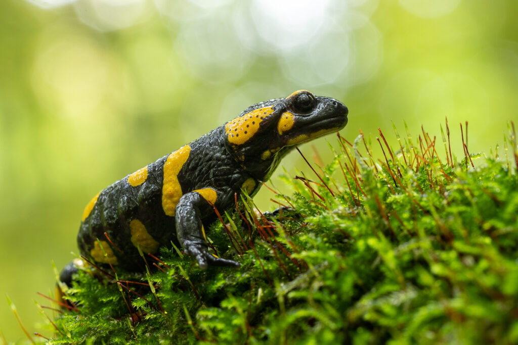 Mlok skvrnitý (Salamandra salamandra)
