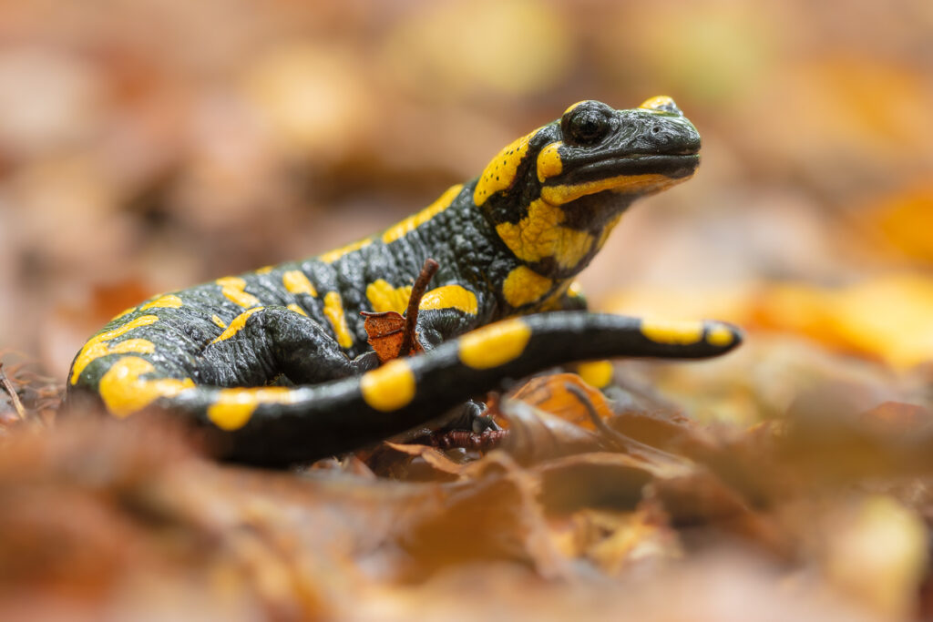 Mlok skvrnitý (Salamandra salamandra)