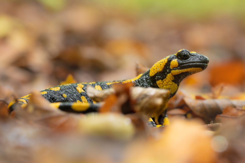 Mlok skvrnitý (Salamandra salamandra)