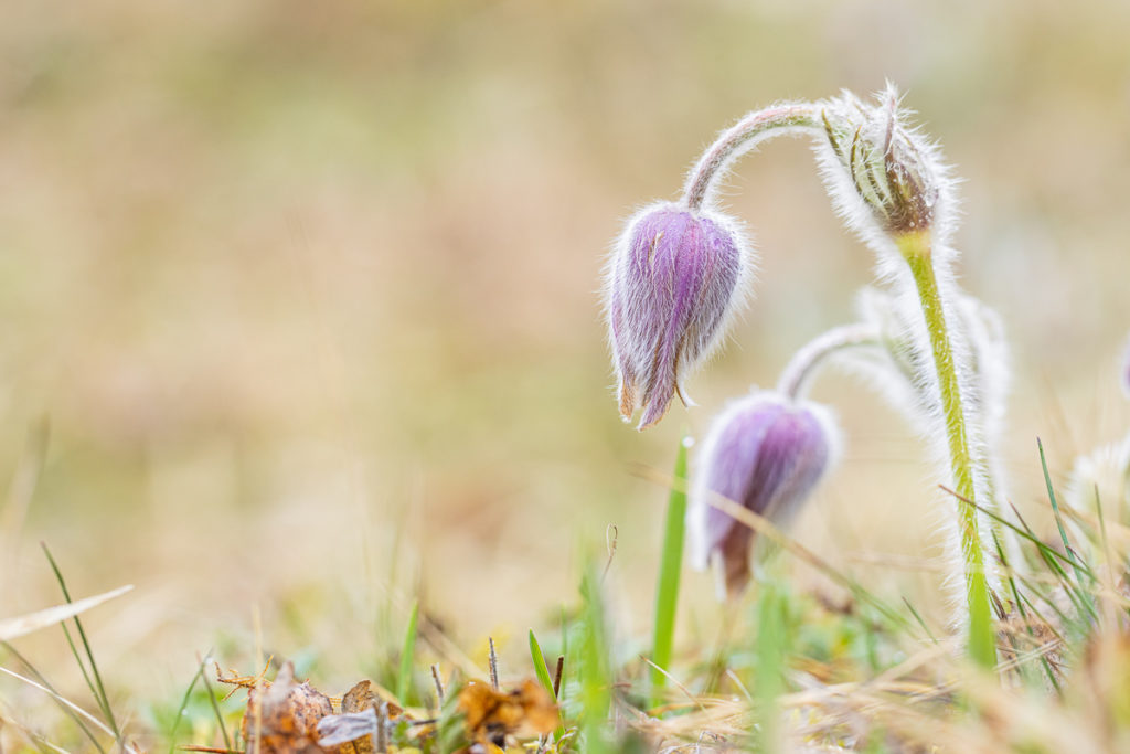 Pair of Greater Pasque Flower (Pulsatilla grandis) buds in warm tones, delicate textures and shallow depth of field