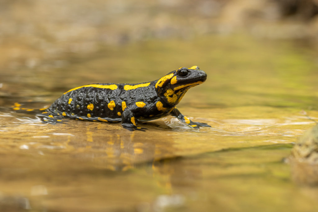 Mlok skvrnitý (Salamandra salamandra) v potoce