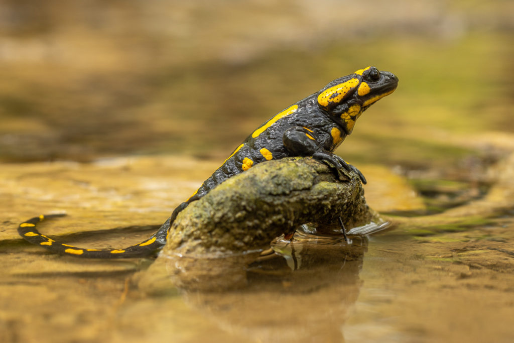 Mlok skvrnitý (Salamandra salamandra) v potoce