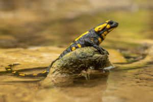 Mlok skvrnitý (Salamandra salamandra) ve vodě