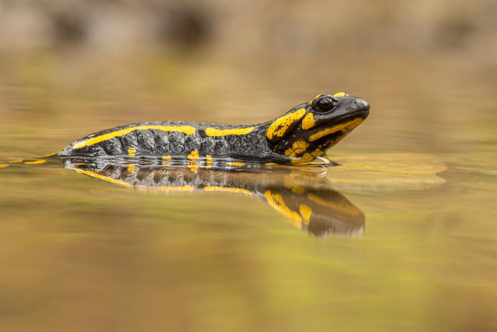 Mlok skvrnitý (Salamandra salamandra) v potoce