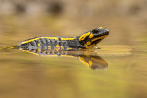 Mlok skvrnitý (Salamandra salamandra) ve vodě