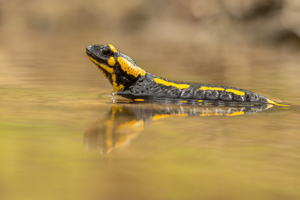 Mlok skvrnitý (Salamandra salamandra) v potoce