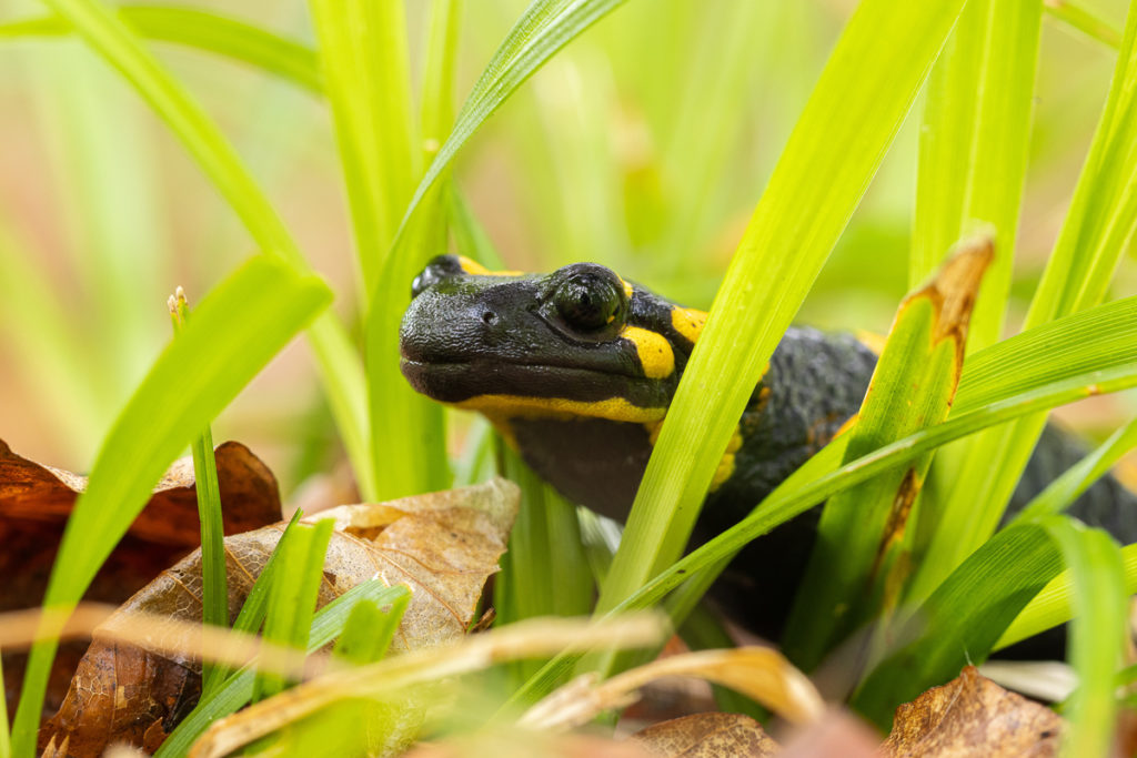 Mlok skvrnitý (Salamandra salamandra)