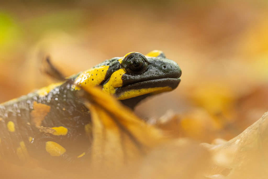 Mlok skvrnitý (Salamandra salamandra)