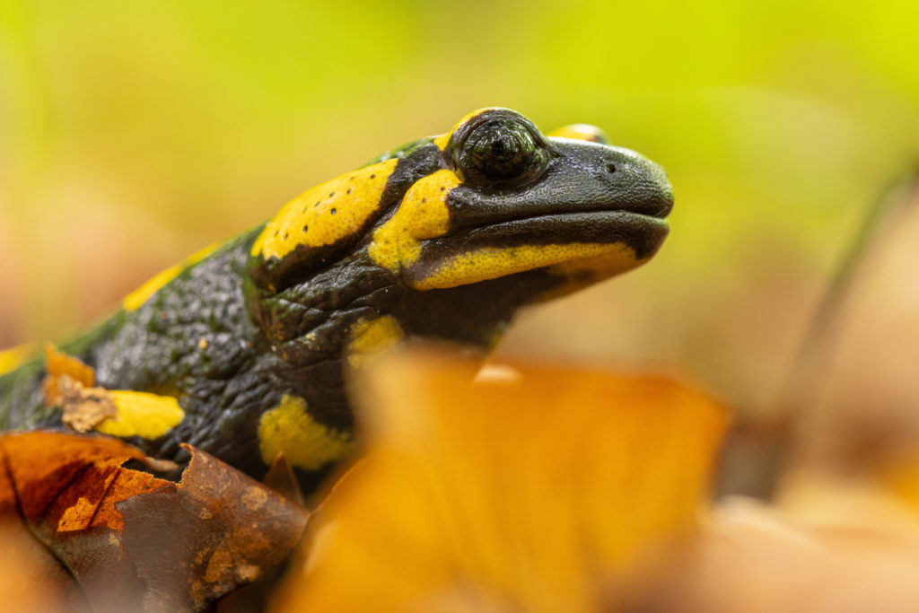Mlok skvrnitý (Salamandra salamandra)