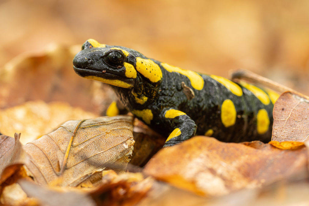 Mlok skvrnitý (Salamandra salamandra)