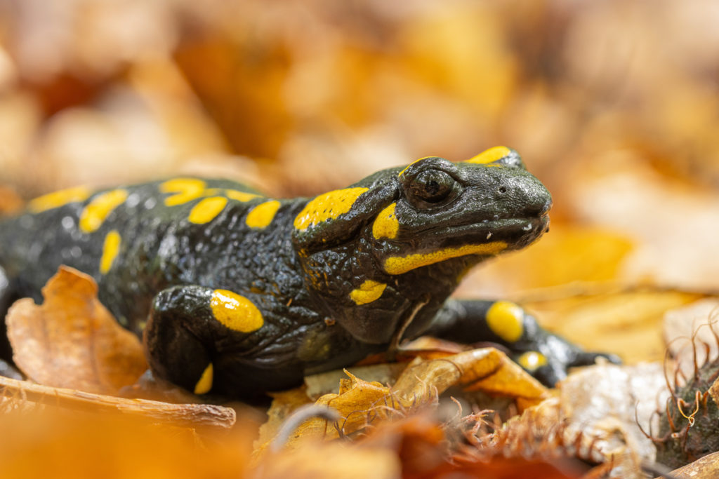 Mlok skvrnitý (Salamandra salamandra)