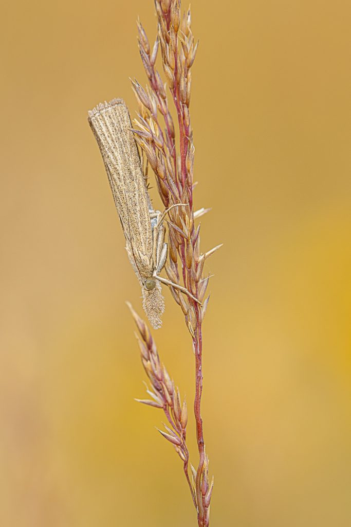 Travařík pastvinný (Agriphila straminella) / 2023-07-02