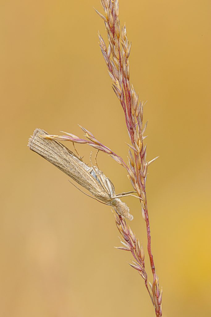 Travařík pastvinný (Agriphila straminella) / 2023-07-02