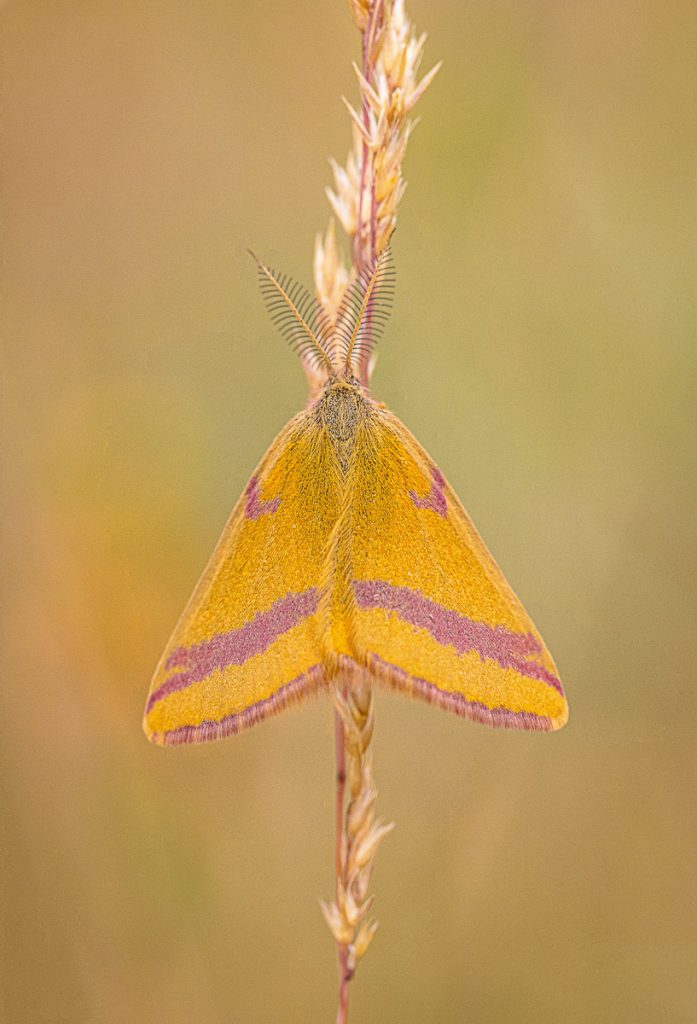 Rudopásník menší (Lythria cruentaria)