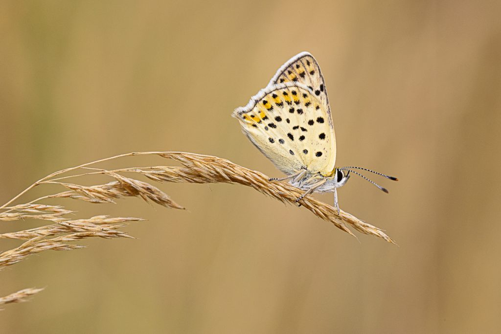 Ohniváček černoskvrnný (Lycaena tityrus)