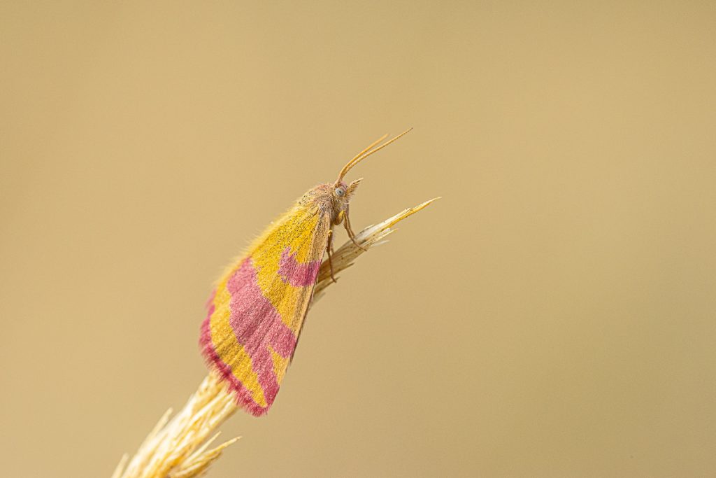 Rudopásník menší (Lythria cruentaria)