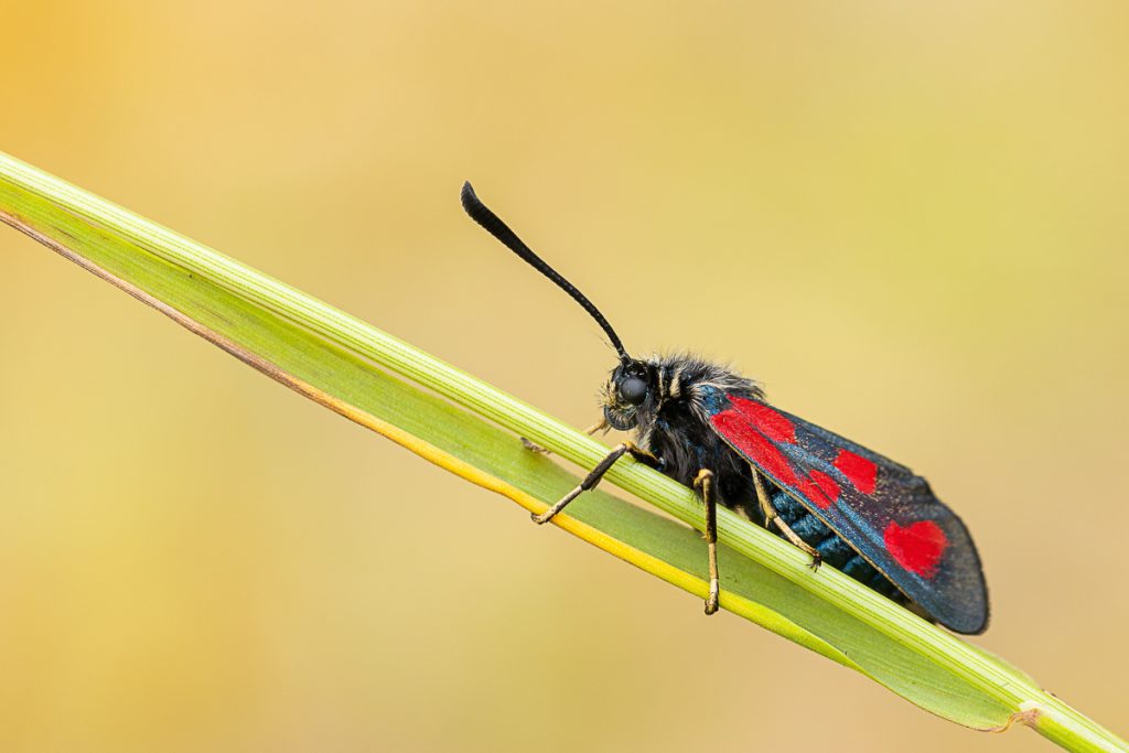 Vřetenuška obecná (Zygaena filipendulae)