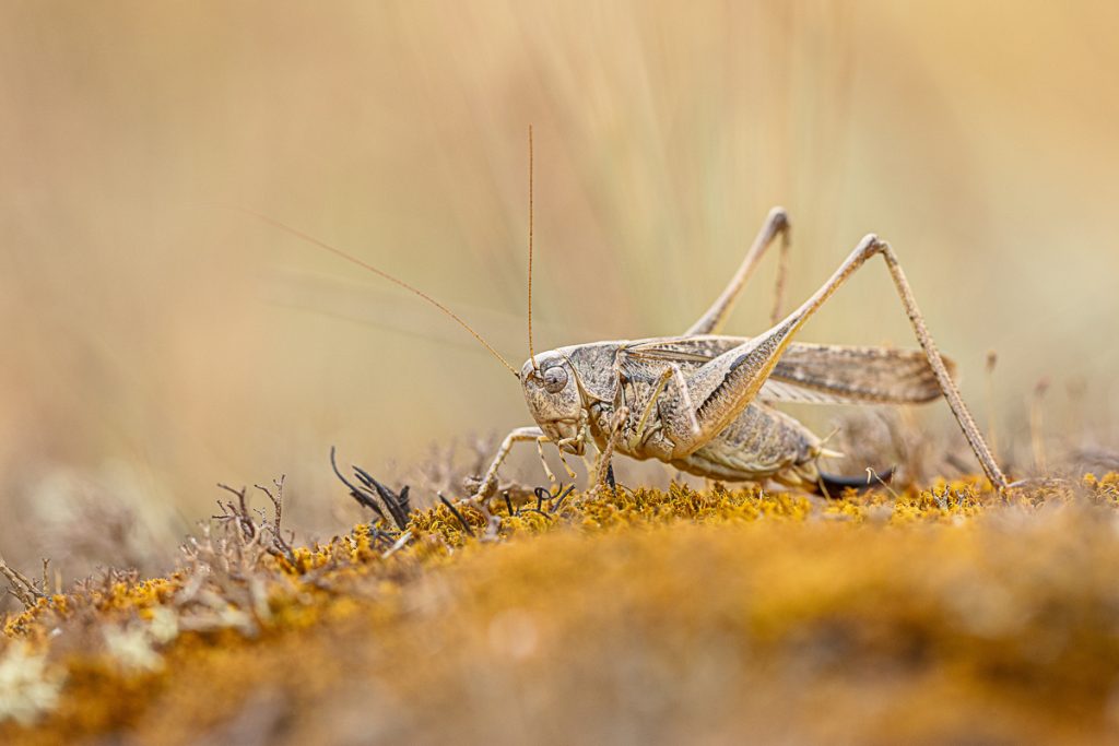 Kobylka šedá (Platycleis albopunctata) / 2023-07-21 / 2023-07-21