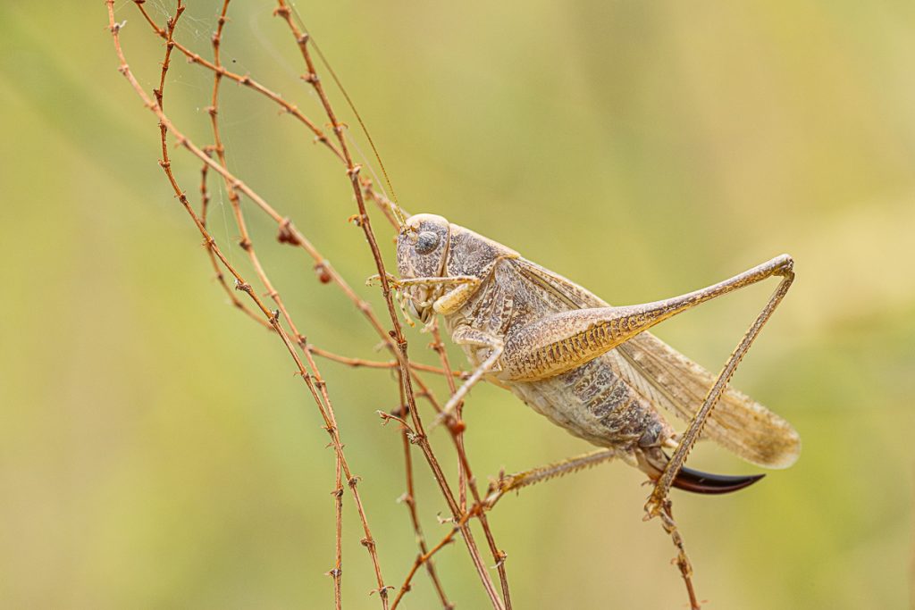 Kobylka šedá (Platycleis albopunctata) / 2023-07-21 / 2023-07-21