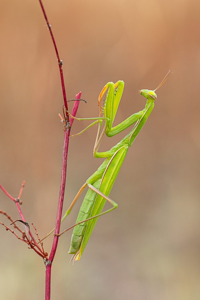 Kudlanka nábožná (Mantis religiosa) / 2023-07-30