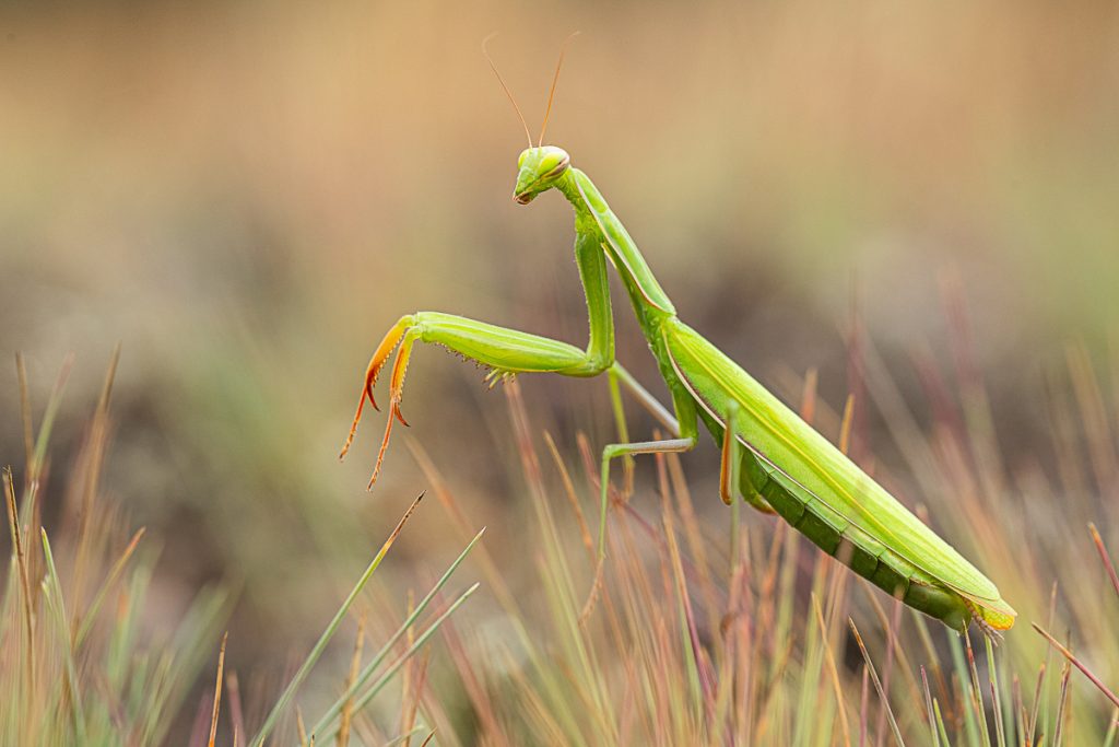 Kudlanka nábožná (Mantis religiosa) / 2023-07-30