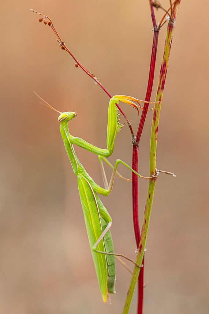 Kudlanka nábožná (Mantis religiosa) / 2023-07-30