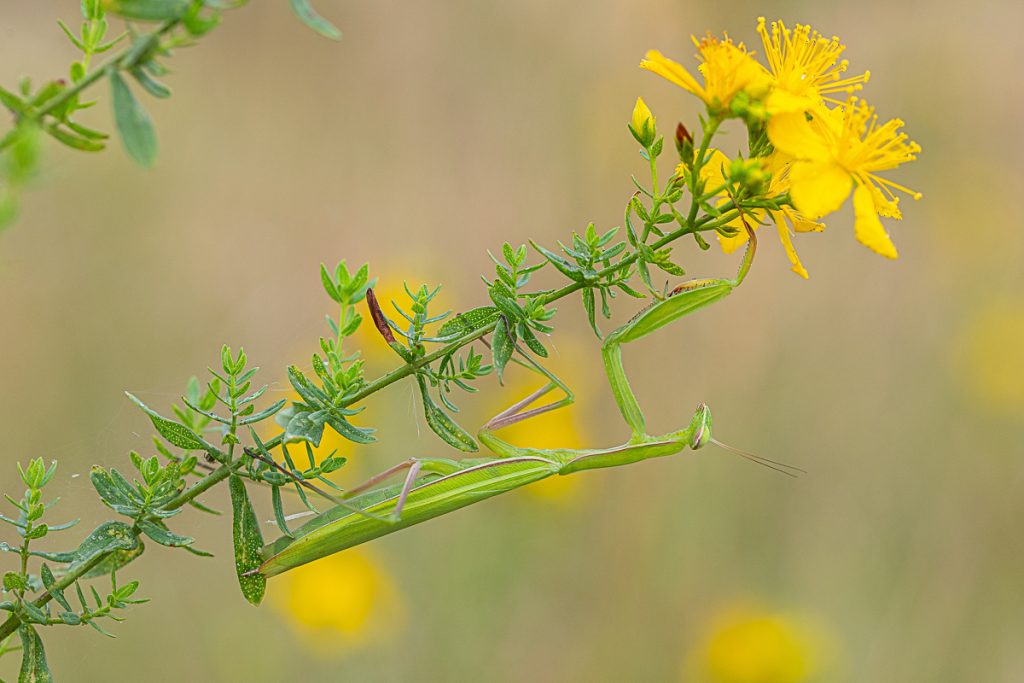 Kudlanka nábožná (Mantis religiosa) / 2023-07-30