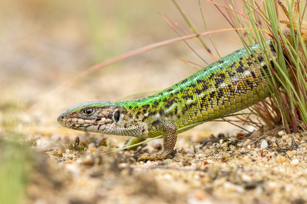 Ještěrka zelená (Lacerta viridis)