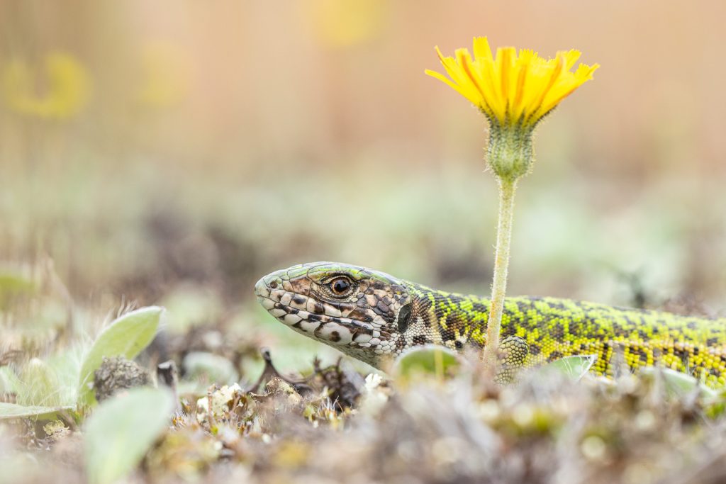 Ještěrka zelená (Lacerta viridis)