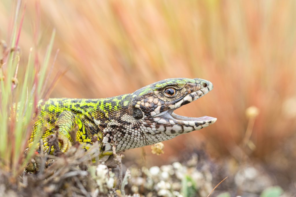 Ještěrka zelená (Lacerta viridis)