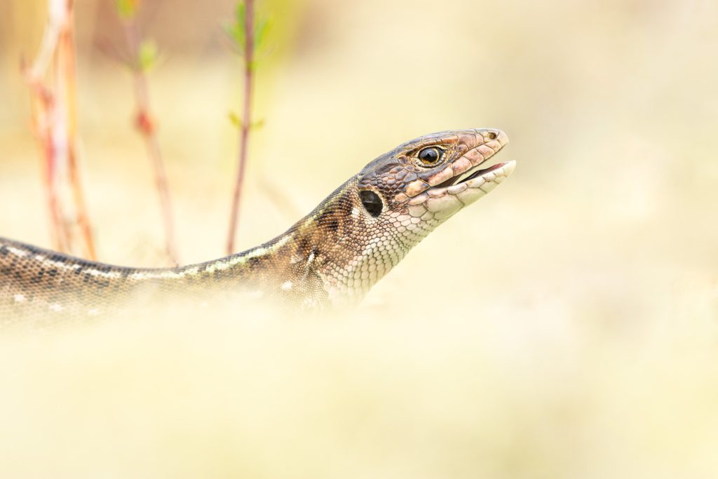 Ještěrka zelená (Lacerta viridis)