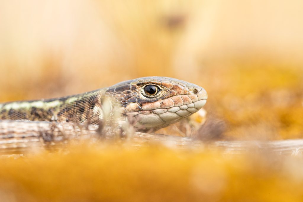 Ještěrka zelená (Lacerta viridis)