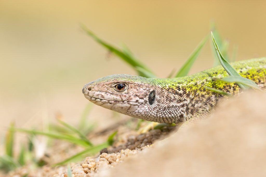 Ještěrka zelená (Lacerta viridis)