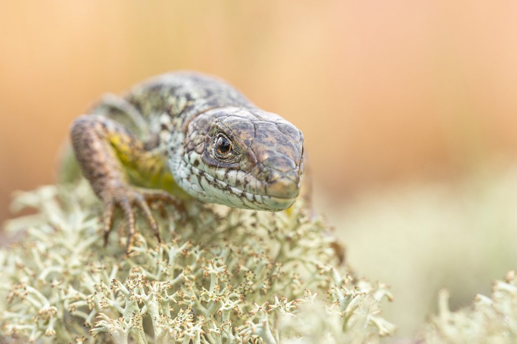 Ještěrka zelená (Lacerta viridis)