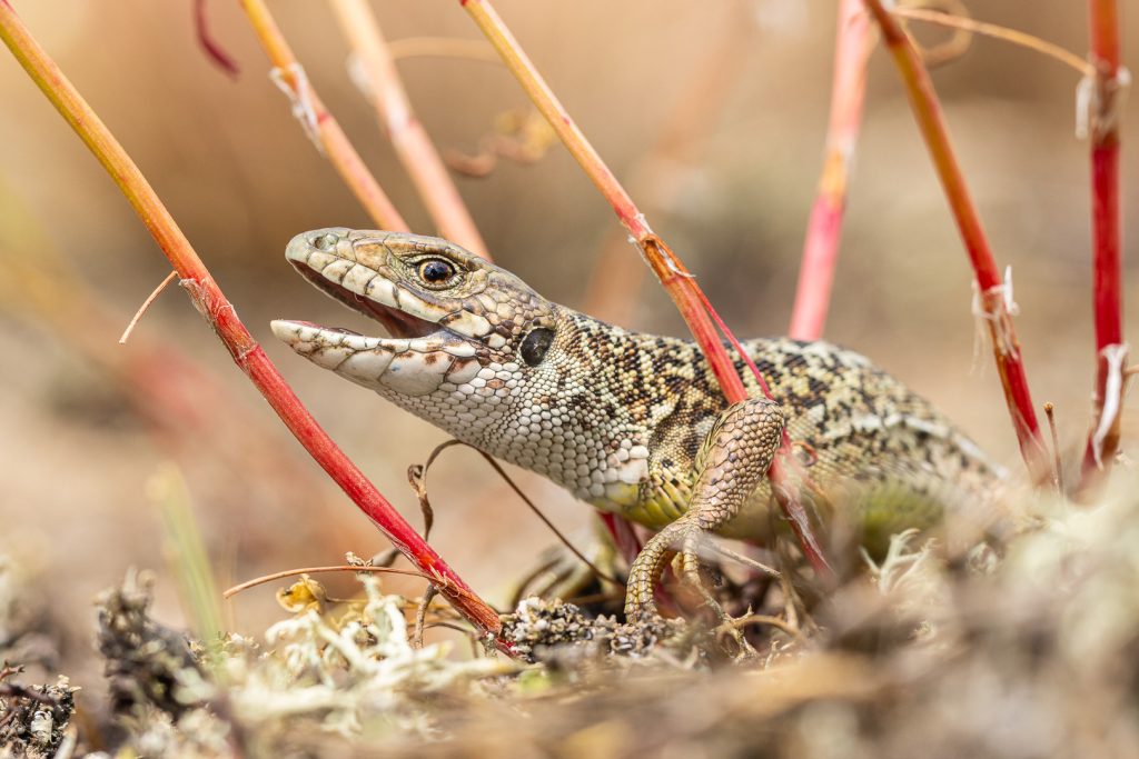 Ještěrka zelená (Lacerta viridis)