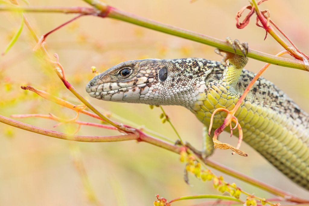 Ještěrka zelená (Lacerta viridis)