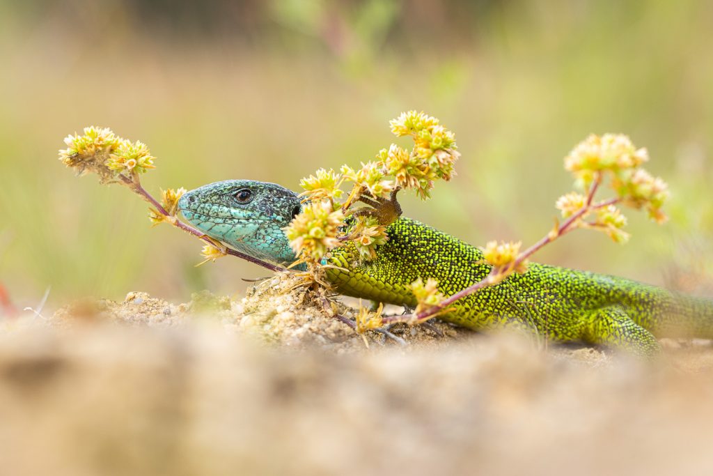 Ještěrka zelená (Lacerta viridis)