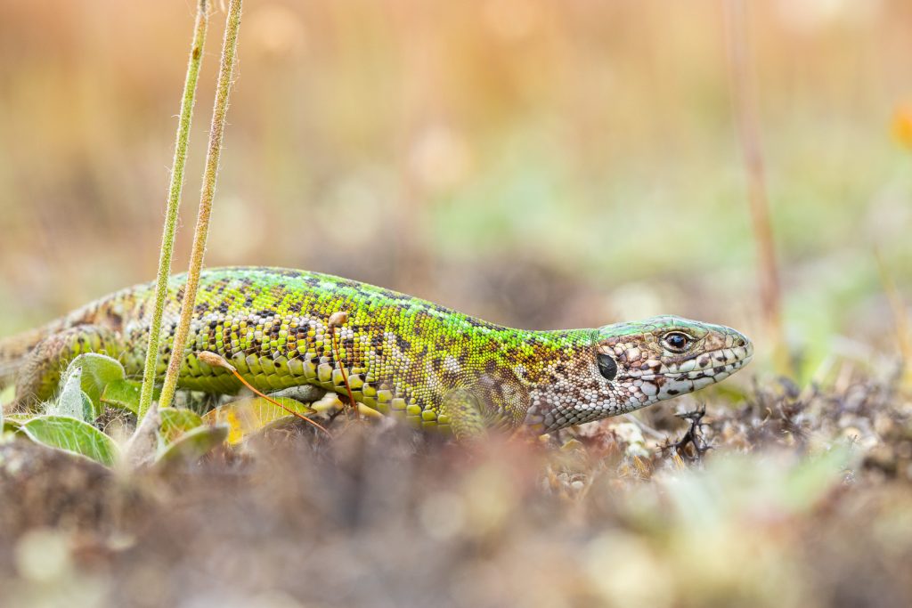 Ještěrka zelená (Lacerta viridis)