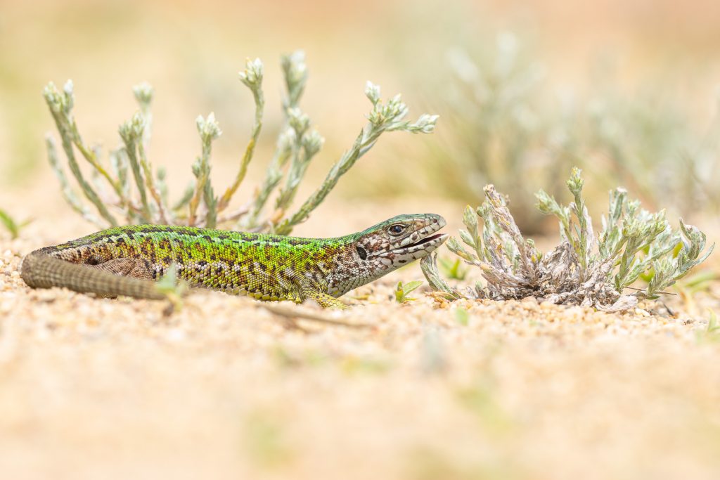 Ještěrka zelená (Lacerta viridis)