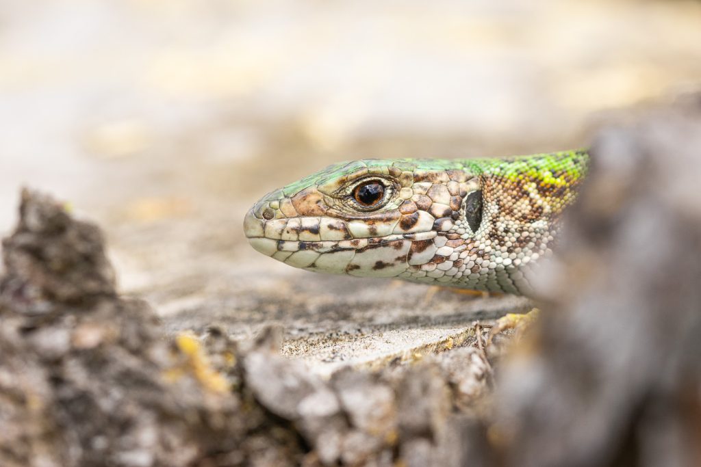 Ještěrka zelená (Lacerta viridis)