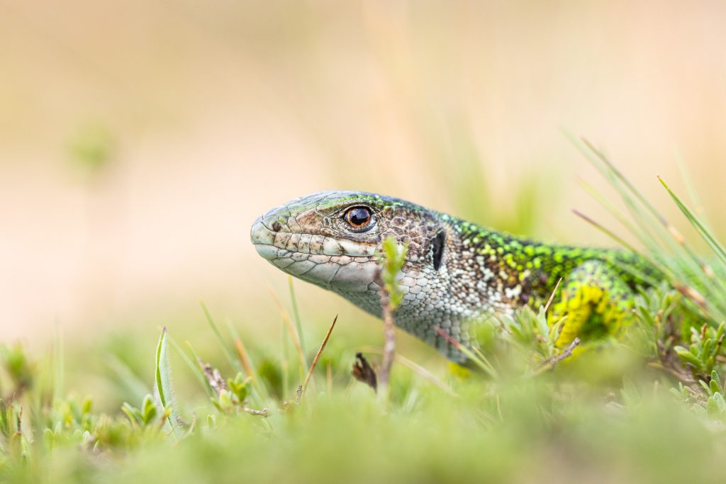 Ještěrka zelená (Lacerta viridis)
