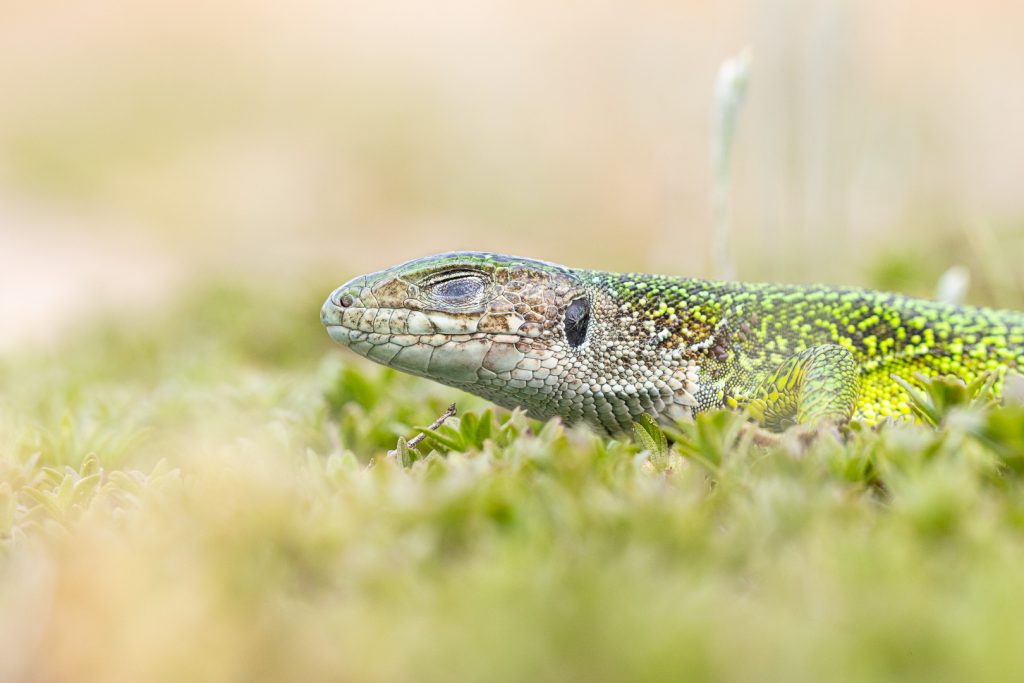 Ještěrka zelená (Lacerta viridis)
