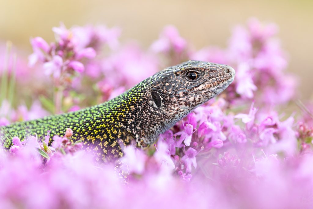 Ještěrka zelená (Lacerta viridis)