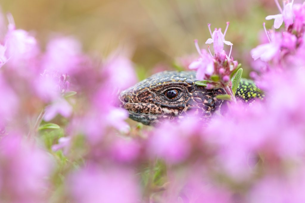 Ještěrka zelená (Lacerta viridis)