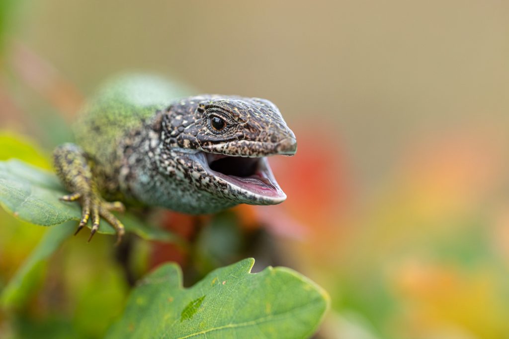Ještěrka zelená (Lacerta viridis)