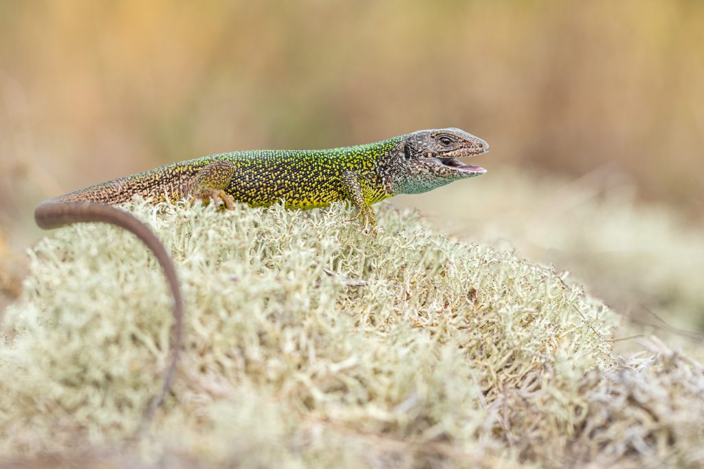 Ještěrka zelená (Lacerta viridis)
