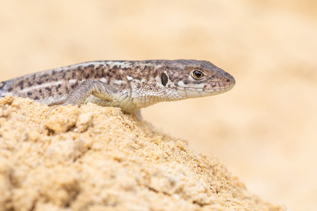 Ještěrka zelená (Lacerta viridis)